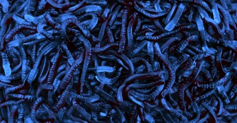 Worm