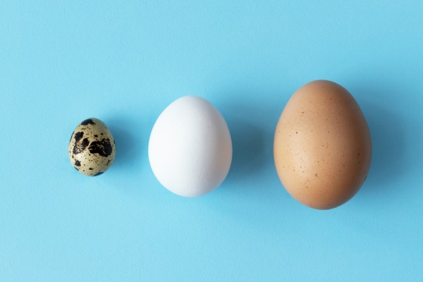 Small, medium & large eggs, business sizes